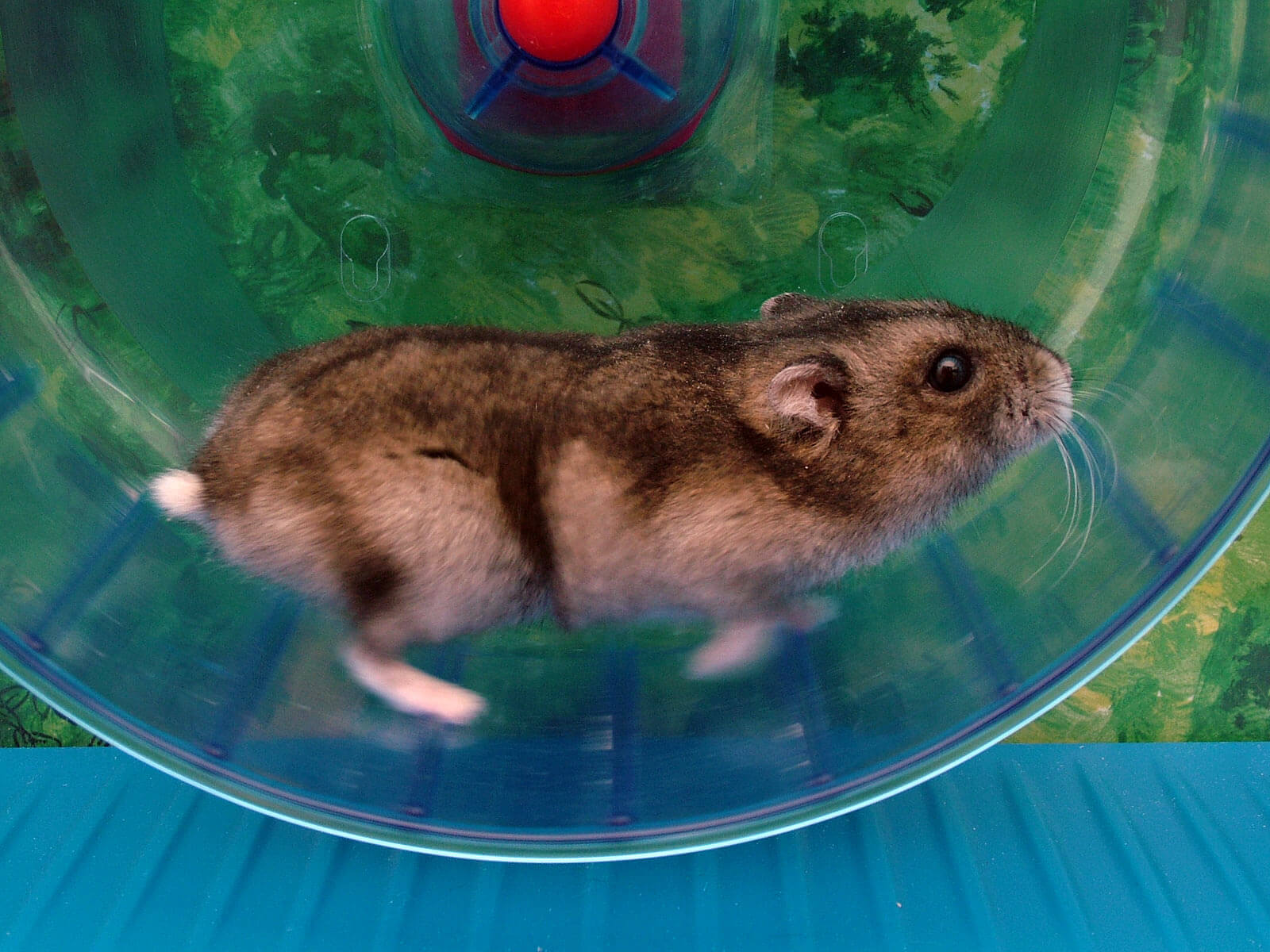 Hamster on wheel